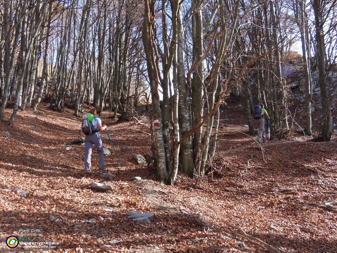 35 In bella faggeta .JPG